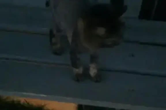 Пропала кошка на остановке конечной 43 автобуса в Сочи