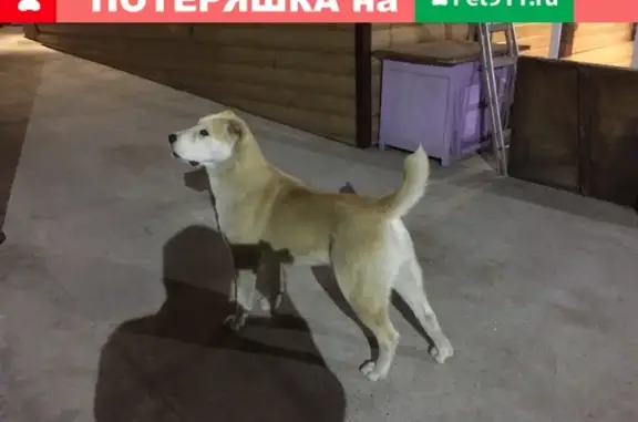 Пропала собака ДОРА в районе Марата, Иркутск