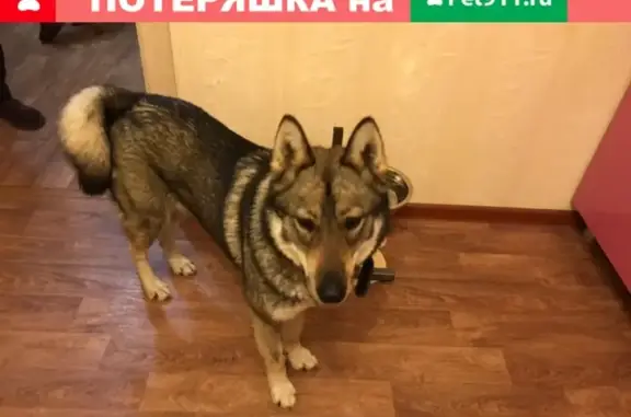 Найдена собака в Владимире, ул. Студенческая 16д.