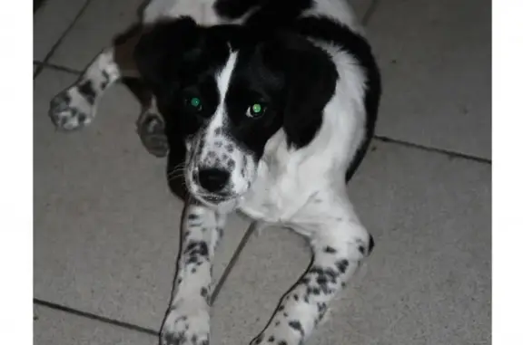 Найден щенок девочка в Брянске
