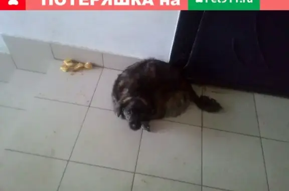 Найдена собака на Галичской, 108