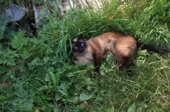 Пропала сиамская кошка на улице Водопьянова, район 3 магазина, кличка Муся.