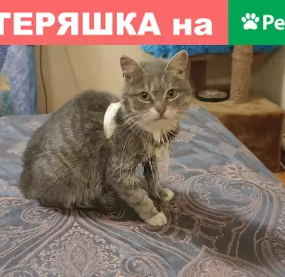 Найдена кошка в Маклино, Малоярославец.