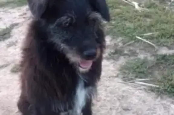 Пропала собака в Михнево и окрестностях!
