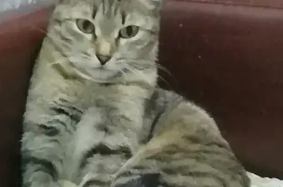 Пропала кошка Милисса в Ухте, Республика Коми