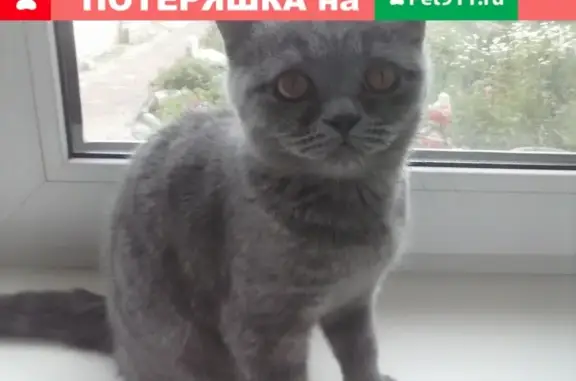 Пропала кошка в Клинцах: 