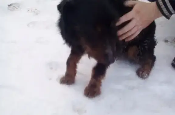 Найден щенок в Болхове, Орловская область