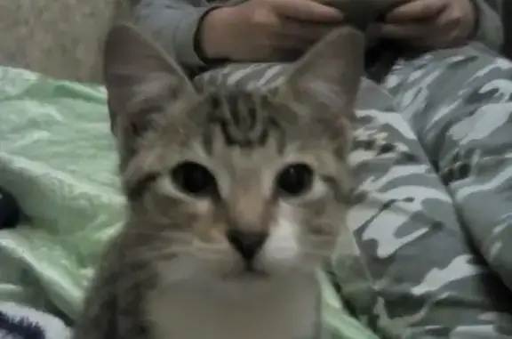 Кошки потеряшки, Великий Новгород, фото: Потеряшка кот Стёпа в Великом Новгороде