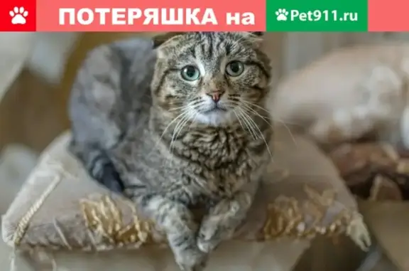 Кошки потеряшки, Механизаторов, фото: Потеряшка кот Федя в пос. Механизаторов, Муромский район