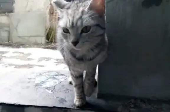 Найдена домашняя серая кошка в Фокинском районе, Брянск.