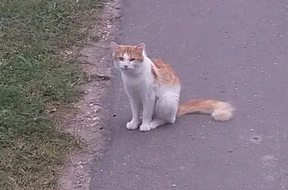 Пропала кошка Рыжий в посёлке ЛОС, Московская область