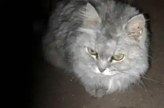 Найдена кошка в Москве, ВАО