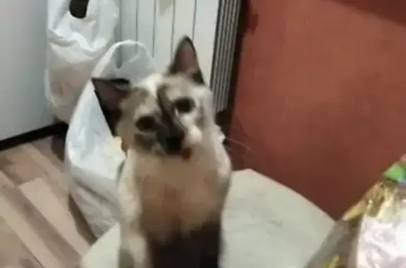 Найдена кошка в Красноярске, ищет новый дом