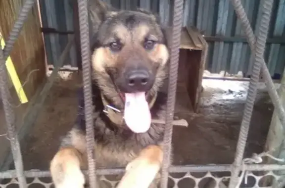 Найдена собака в Новочеркасске, ищем хозяев.