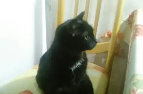 Найдена домашняя кошка на Луганской и Упита, Киров