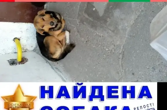 Собака на Юбилейном бульваре, Нижний Новгород