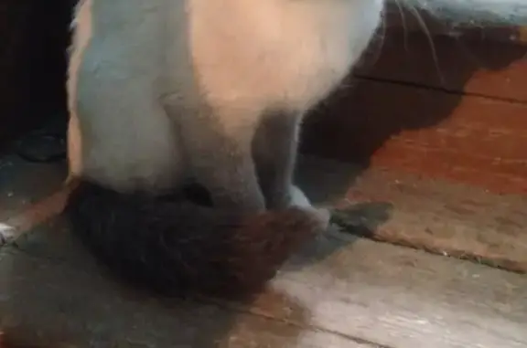 Пропала кошка Мая в Урае, ХМАО