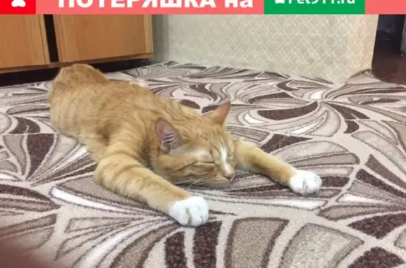 Пропала кошка в Черногорске, ищем Барсика