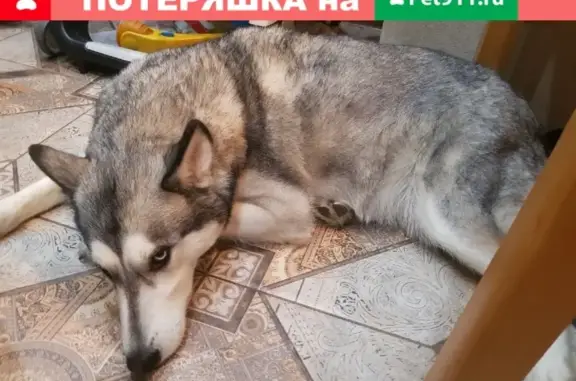 Найдена собака в СПб, возле КАД - Хаски, палевого окраса.
