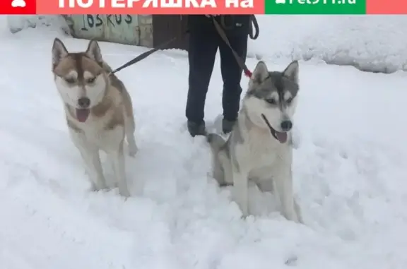 Найдены 2 кобеля хаски в Малой Царевщине, ищем хозяев