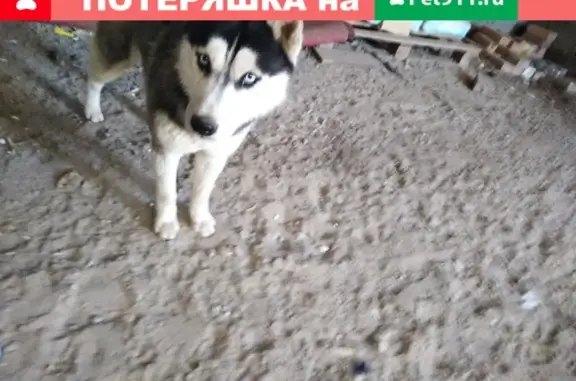 Найдена собака на ул. Рождественского (Хаска)