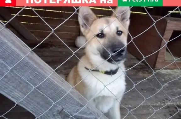 Пропала собака в Устьянском районе, помогите найти!