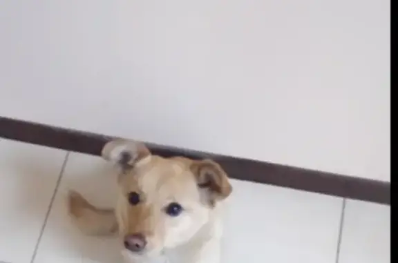 Пропала собака Фея в гостинице Лесная, Иркутская область