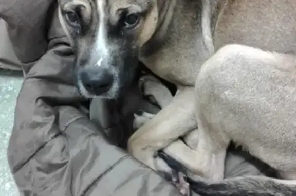 Найдена собака в 55-й школе, Нижний Тагил