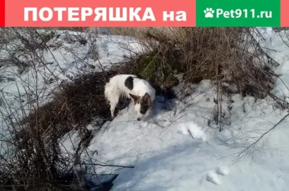 Собака найдена на Сталеваров, Челябинск - нужна передержка и хозяин!