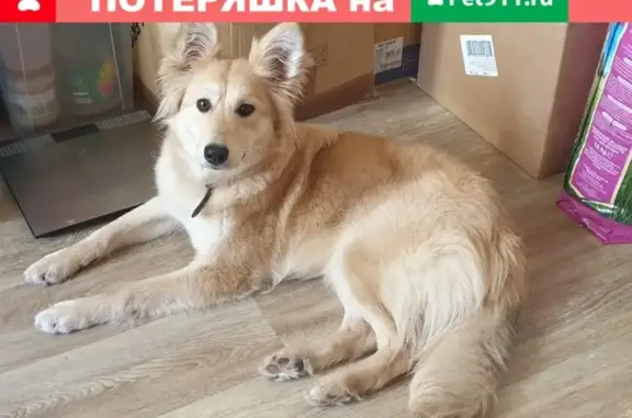 Найдена очаровательная собака в Самаре