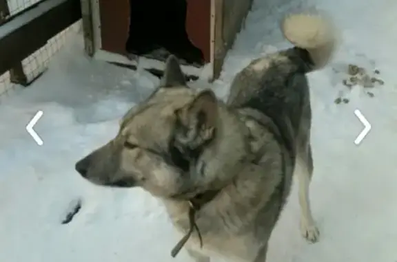 Пропала собака Зевс в Грязах, Липецкая область
