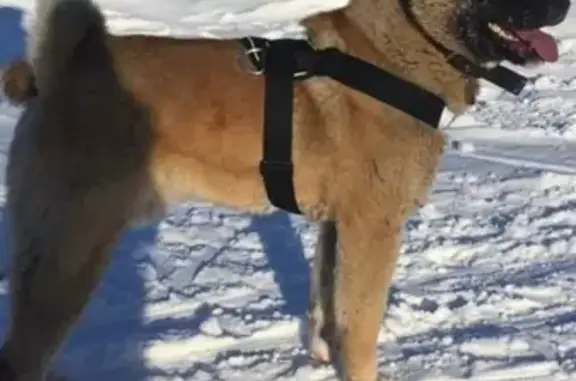 Пропала собака Гай в Казани