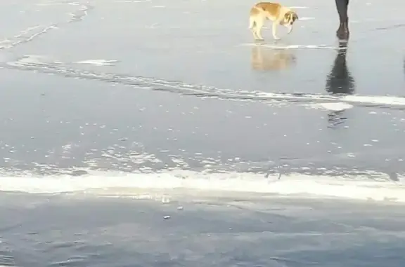 Пропала собака в Бабушкине, Республика Бурятия