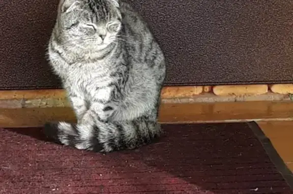 Найдена кошка в Туймазах на ул. Первомайская-Щербакова