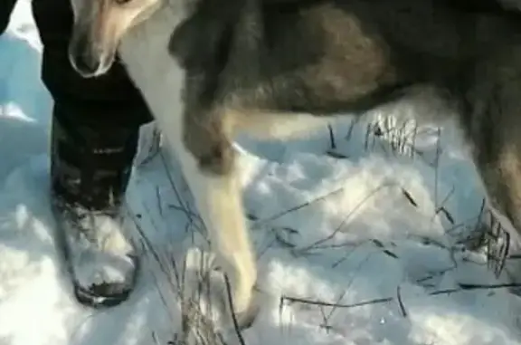 Пропала собака лайка в Копейске