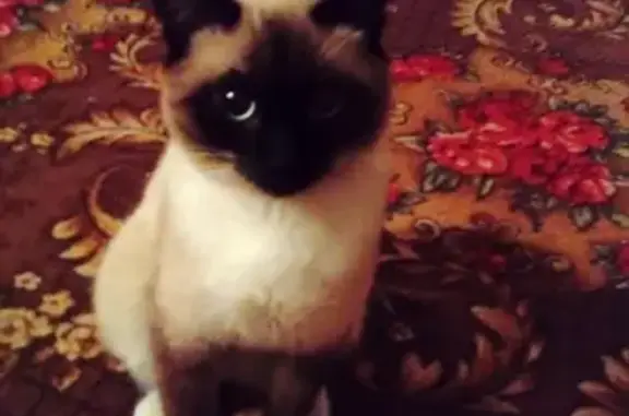 Объявления о пропавших и найденных животных, Поляна, фото: Пропал кот Том в поселке Поляна, Республика Коми