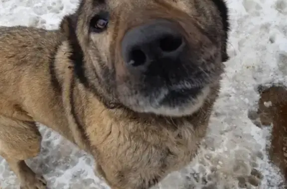 Найдена собака в Оренбурге, контактная и умная