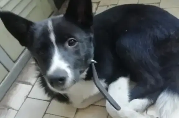 Найдена собака в Подольске