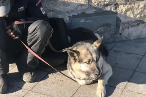 Найдена собака у метро Добрынинская