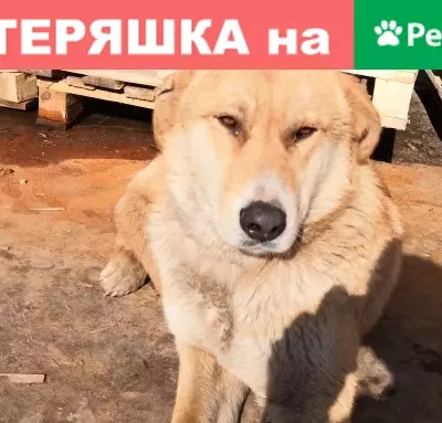 Найдена собака в деревне Горки