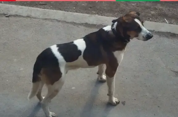Потерянный пёс на улице Писарева, дом 17 А в Воронеже