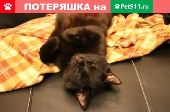 Пропала кошка на ул. Кирова, 19.