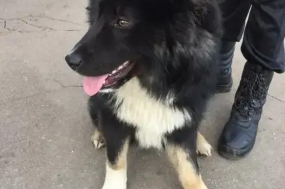 Найдена собака в поселке Ульяновского лесопарка!