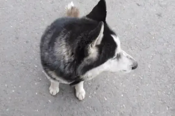 Найдена собака возле магазина Тёплый дом в Абакане