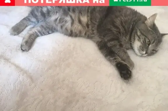 Найден кот в Надыме, ЯНАО