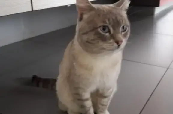 Пропал кот с отмороженными ушами в Новоуральске