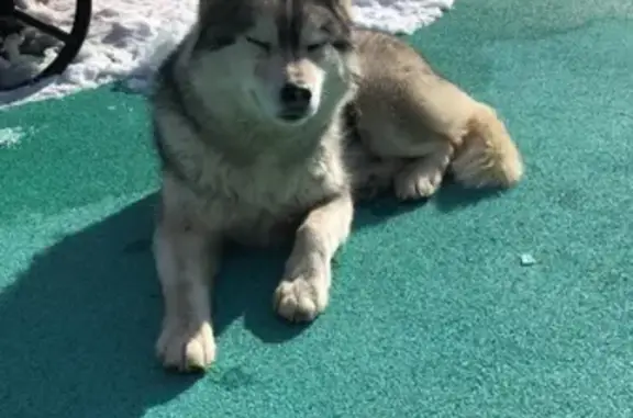 Найдена собака в Подольском районе