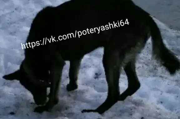 Найдена исхудавшая собака в Саратове, ул. Комсомольская/Мичурина