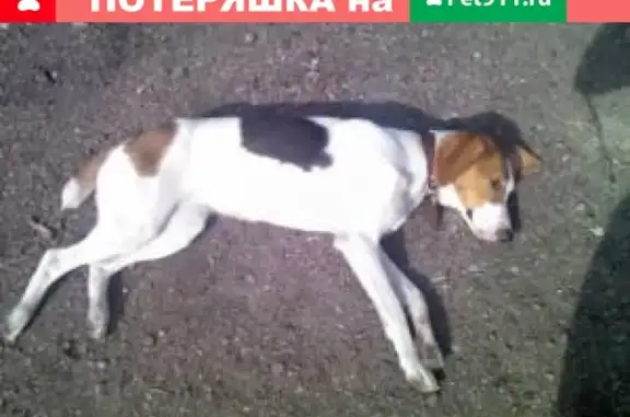 Пропала собака в Горелово, СПб.