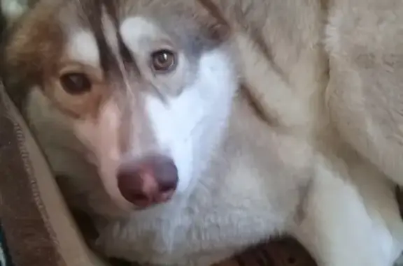 Собаки потеряшки, Анапа, фото: Потеряшка собака в Анапе, щенок хаски, имя Рич, нужна помощь.